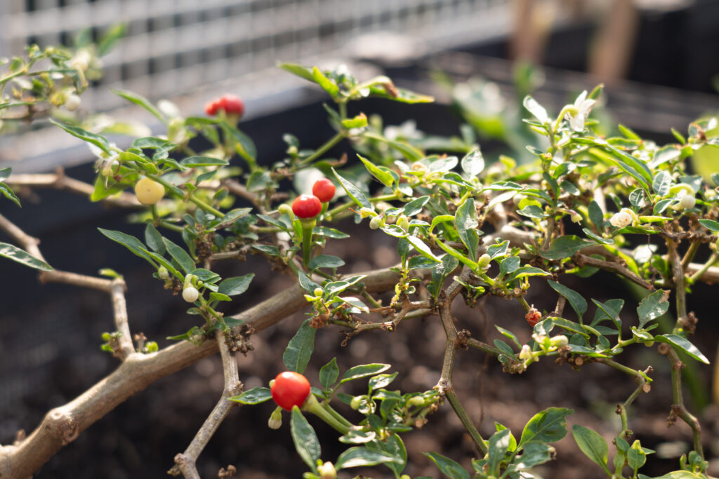 Cherry peppers (櫻桃辣椒) add bright colour to the greenery on the IDS terrace.