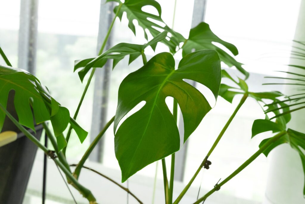 A monstera (龜背竹) adds distinctive leaf shapes and fresh greenery beside the window.