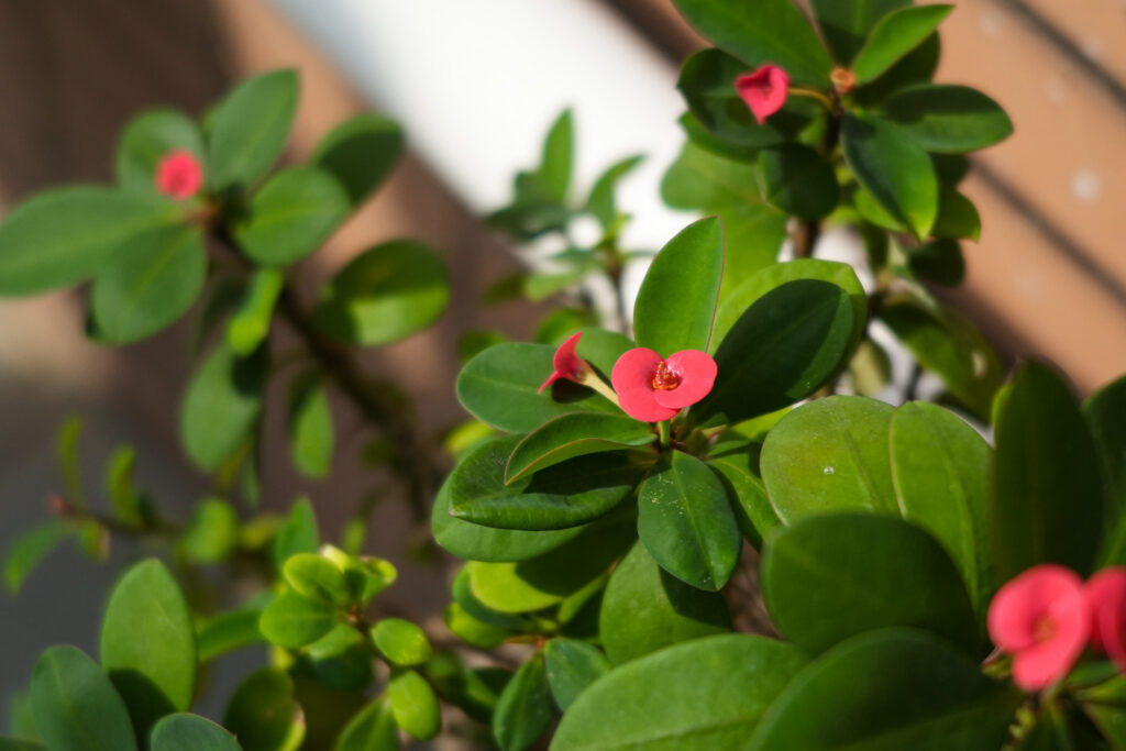 Small flowering plants add seasonal colour to the shared spaces at IDS.