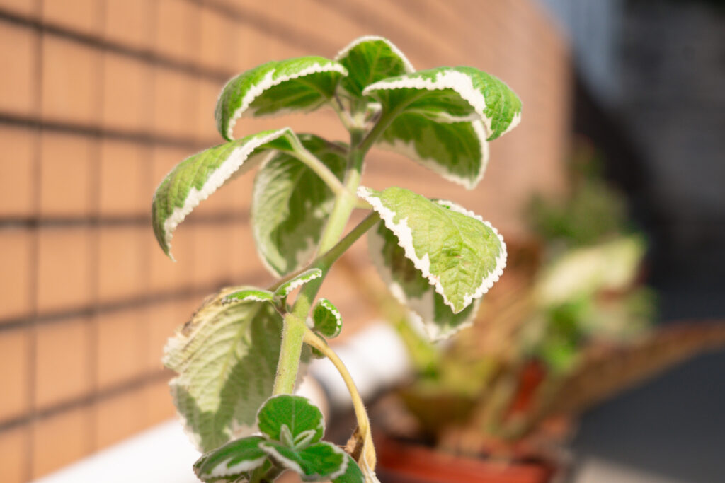 Herbs bring fresh textures and seasonal interest to the IDS terrace.