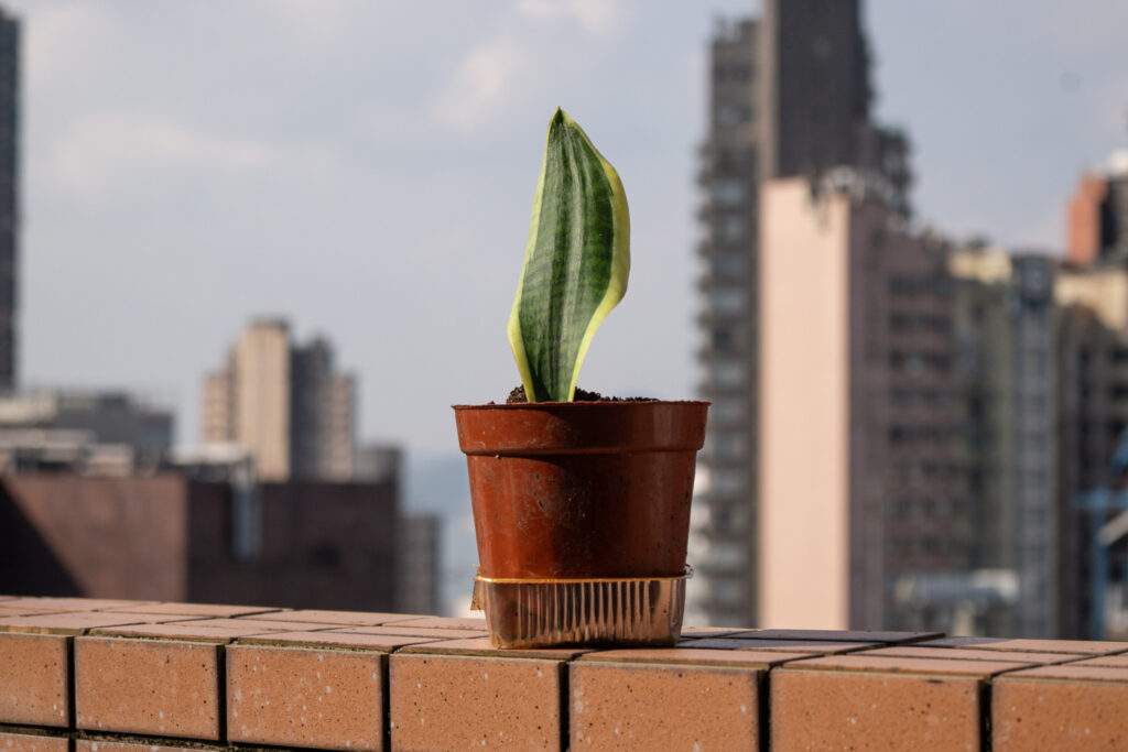 A snake plant cutting takes root, adding fresh growth to HKU IDS.