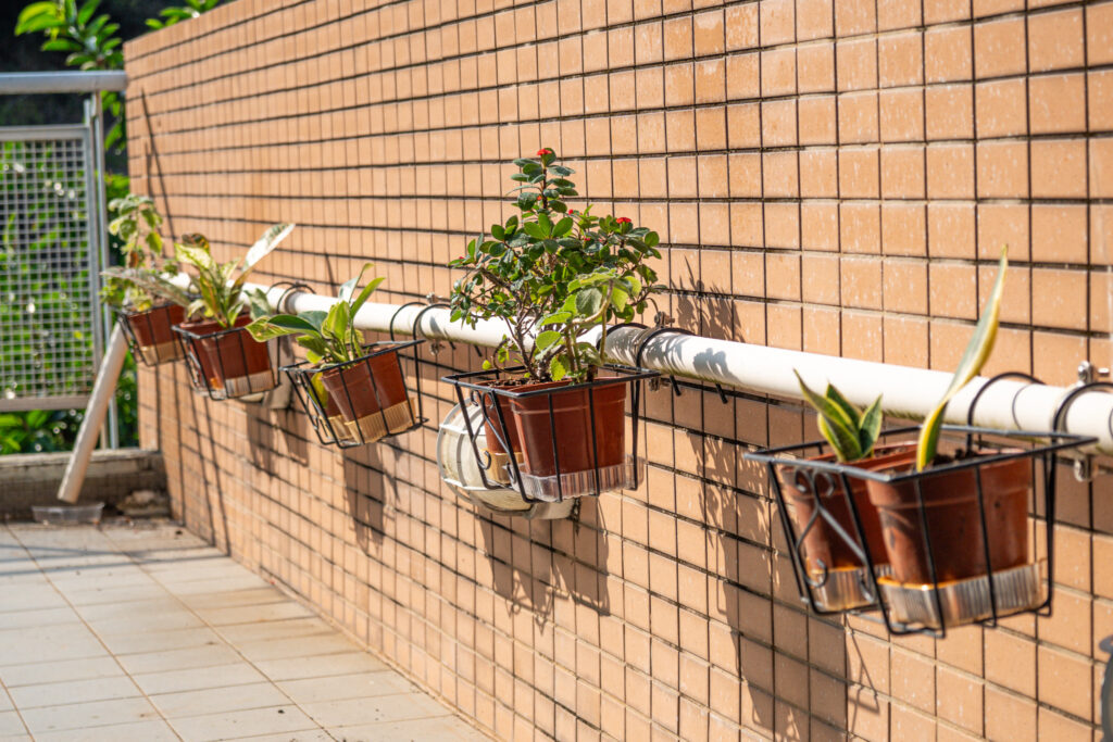 Sunlit pots bring a varied collection of plants to the IDS terrace.