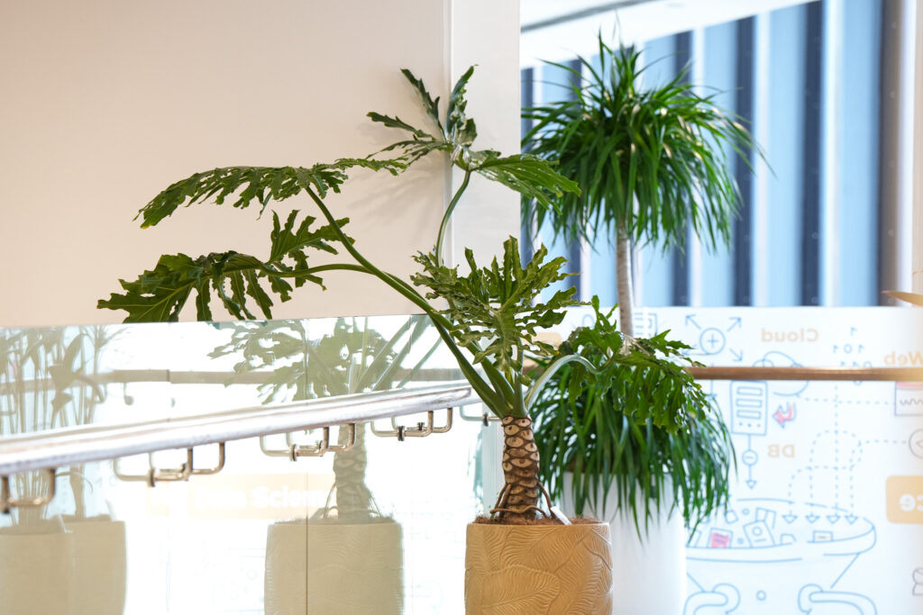 A philodendron (春羽) adds sculptural greenery along the IDS corridor.
